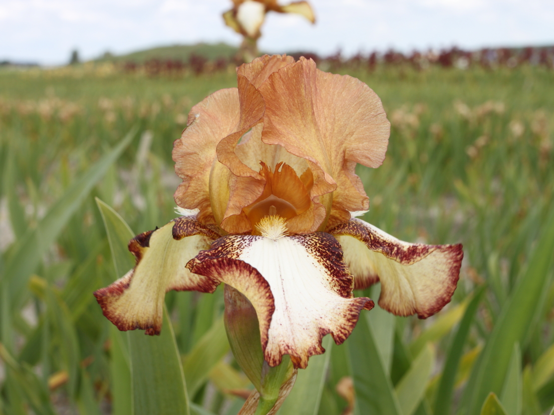 Iris germanica 'Siva Siva'